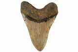 5.19" Fossil Megalodon Tooth - North Carolina - #199697-2